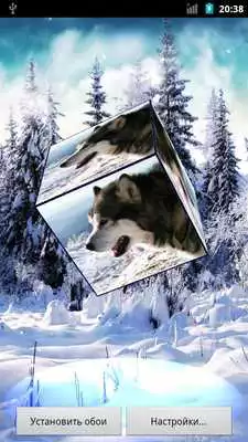 Play Husky 3D Live Wallpaper