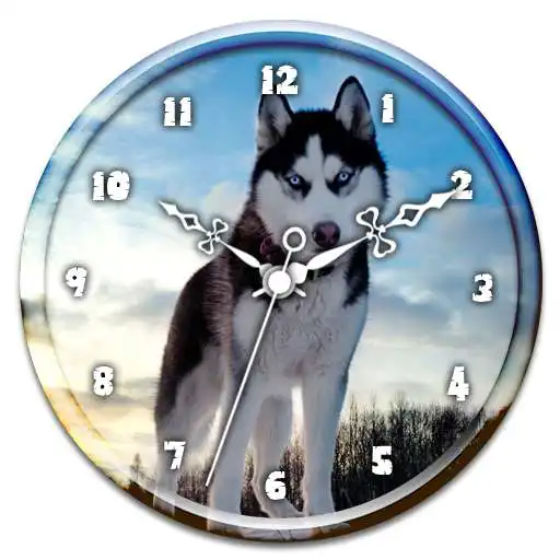Play Husky Clock Live Wallpaper APK