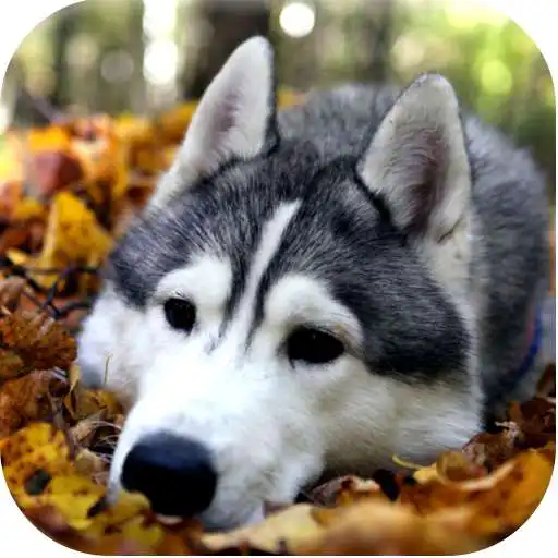 Play Husky Dog Rescue APK