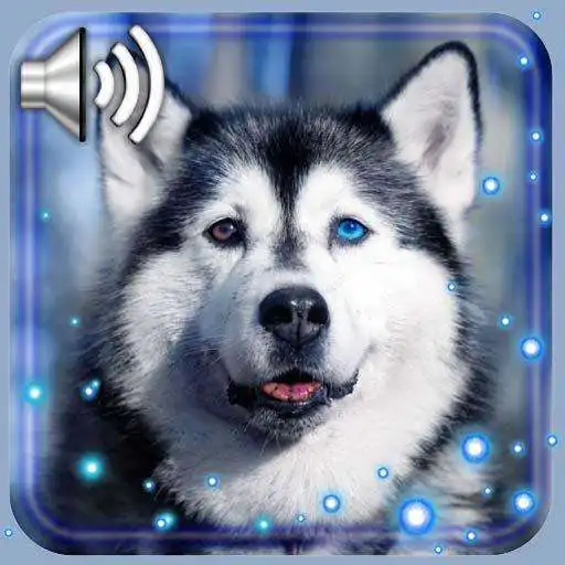 Free play online Husky Dogs Free live wallpaper APK Free play online Husky Dogs Free live wallpaper APK