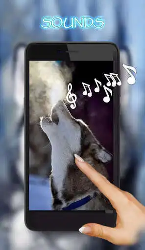 Play Husky Dogs Free live wallpaper