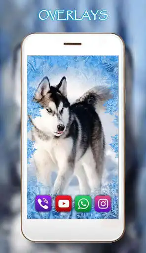 Play Husky Dogs Free live wallpaper