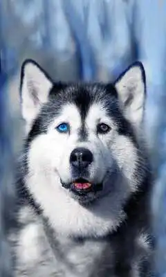 Play Husky Dogs Free live wallpaper