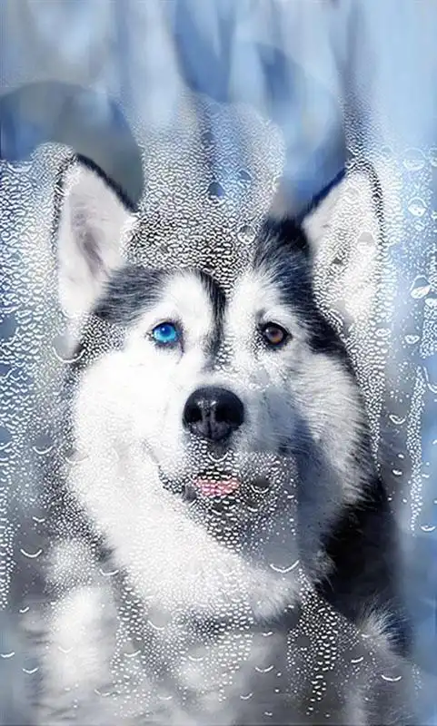 Play Husky Dogs Free live wallpaper
