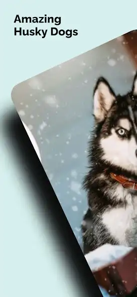 Play Husky Dogs Wallpapers 4K and enjoy Husky Dogs Wallpapers 4K with UptoPlay Play Husky Dogs Wallpapers 4K and enjoy Husky Dogs Wallpapers 4K with UptoPlay