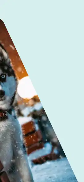 Play Husky Dogs Wallpapers 4K as an online game online Husky Dogs Wallpapers 4K with UptoPlay Play Husky Dogs Wallpapers 4K as an online game Husky Dogs Wallpapers 4K with UptoPlay