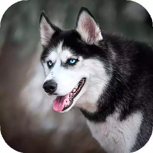 Play Husky dog Wallpaper HD : backgrounds  themes APK