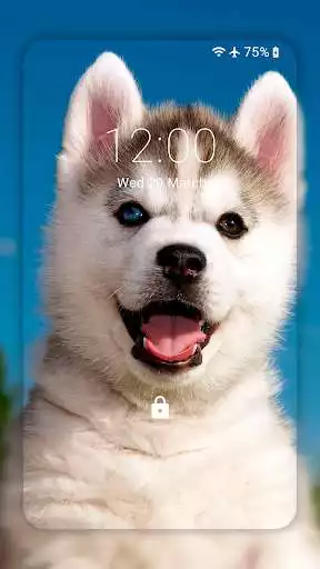 Play Husky dog Wallpaper HD : backgrounds  themes  and enjoy Husky dog Wallpaper HD : backgrounds  themes with UptoPlay