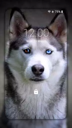 Play Husky dog Wallpaper HD : backgrounds  themes as an online game Husky dog Wallpaper HD : backgrounds  themes with UptoPlay