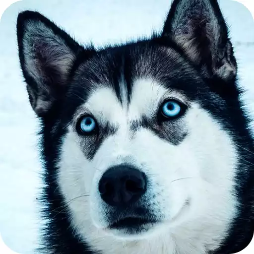 Play Husky Dog Wallpaper APK