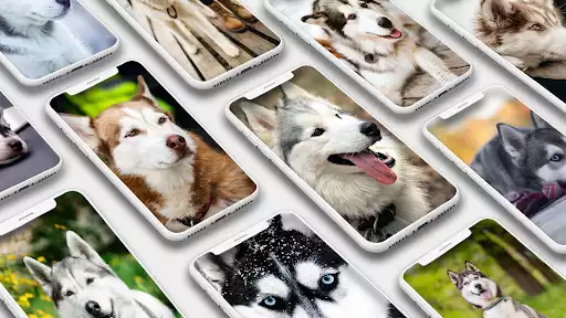 Play Husky Dog Wallpaper  and enjoy Husky Dog Wallpaper with UptoPlay
