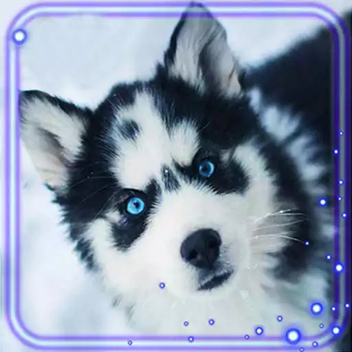 Free play online Husky HD Live Wallpaper APK