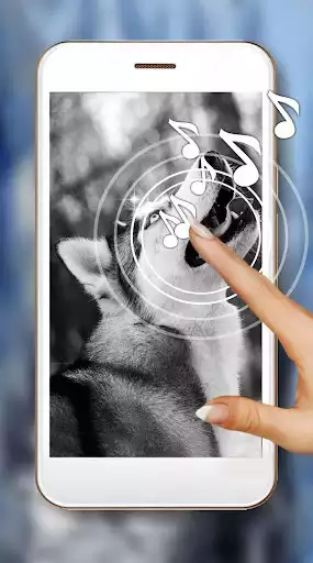 Play Husky HD Live Wallpaper