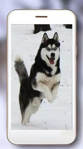 Play Husky HD Live Wallpaper