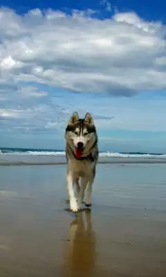 Play Husky HD Live Wallpaper