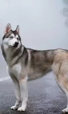 Play Husky HD Live Wallpaper