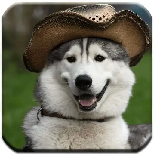Free play online Husky HD Wallpapers APK