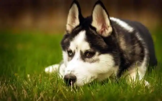 Play Husky HD Wallpapers