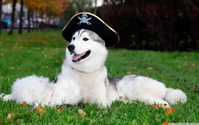 Play Husky HD Wallpapers