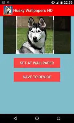 Play Husky HD Wallpapers