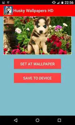 Play Husky HD Wallpapers