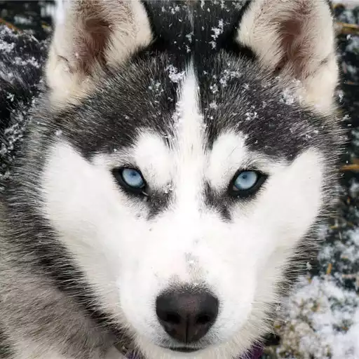 Run free android online Husky Live Wallpaper APK Run free android online Husky Live Wallpaper APK