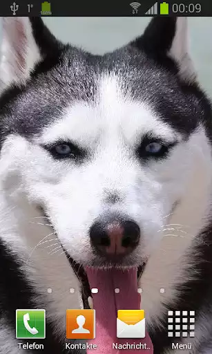 Play Husky Live Wallpaper as an online game Husky Live Wallpaper with UptoPlay