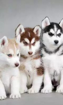 Play Husky Live Wallpaper