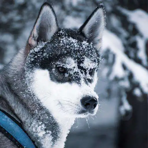 Play Husky Memory Spiel APK Play Husky Memory Spiel APK