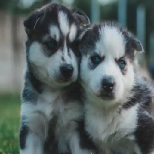 Play Husky Puppies Wallpaper APK
