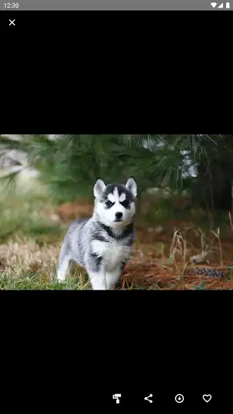 Play Husky Puppies Wallpaper  and enjoy Husky Puppies Wallpaper with UptoPlay
