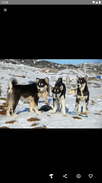 Play Husky Puppies Wallpaper as an online game Husky Puppies Wallpaper with UptoPlay