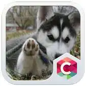 Free play online Husky Puppy CLauncher Theme APK