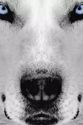 Play Husky Puzzle