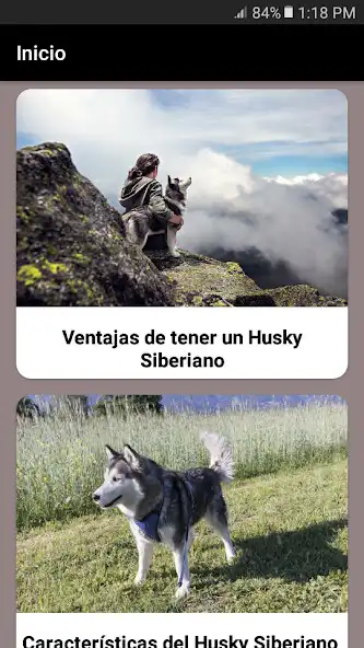Play Husky Siberiano Info as an online game Husky Siberiano Info with UptoPlay