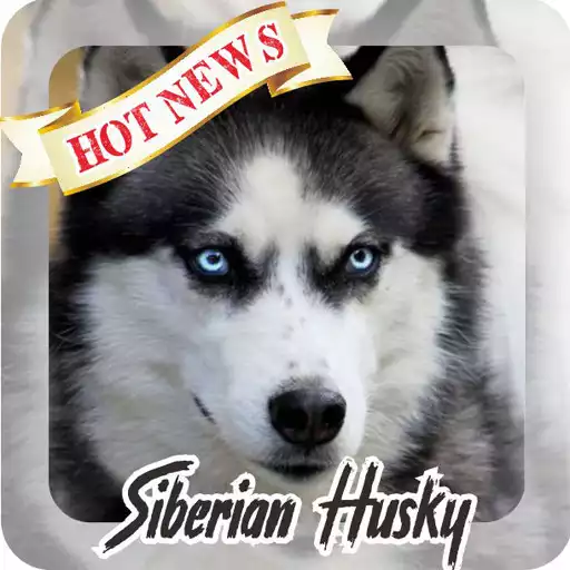 Play Husky Wallpaper HD APK