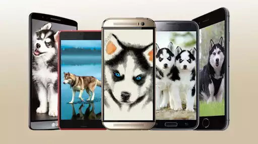 Play Husky Wallpaper HD and enjoy Husky Wallpaper HD with UptoPlay Play Husky Wallpaper HD and enjoy Husky Wallpaper HD with UptoPlay