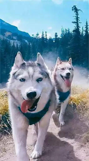 Play Husky Wallpaper HD as an online game online Husky Wallpaper HD with UptoPlay Play Husky Wallpaper HD as an online game Husky Wallpaper HD with UptoPlay