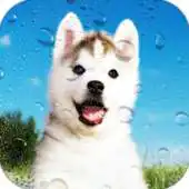 Free play online Husky Wallpaper Pro APK