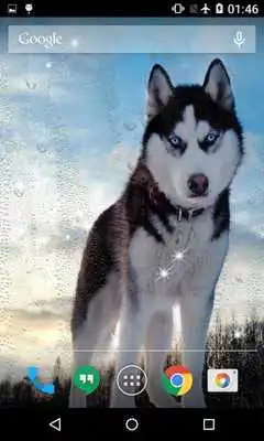 Play Husky Wallpaper Pro