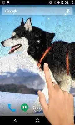 Play Husky Wallpaper Pro