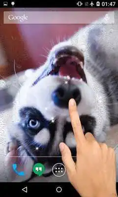 Play Husky Wallpaper Pro