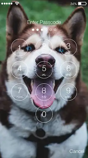 Play Husky Wallpapers Dog Puppy Smart Screen Lock as an online game Husky Wallpapers Dog Puppy Smart Screen Lock with UptoPlay