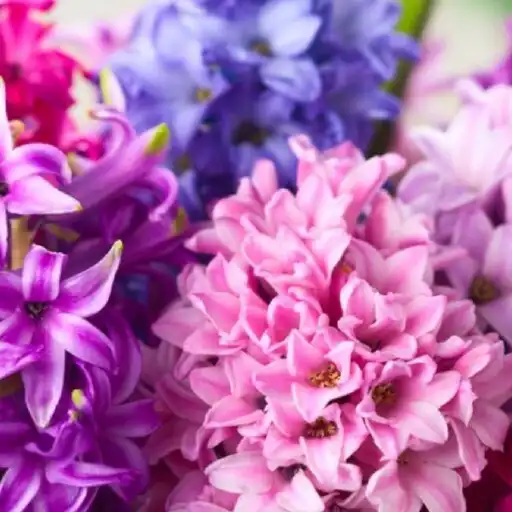 Play Hyacinth Wallpapers APK Play Hyacinth Wallpapers APK