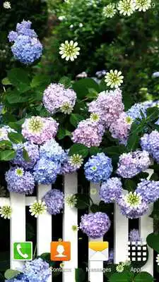 Play Hydrangea Live Wallpapers