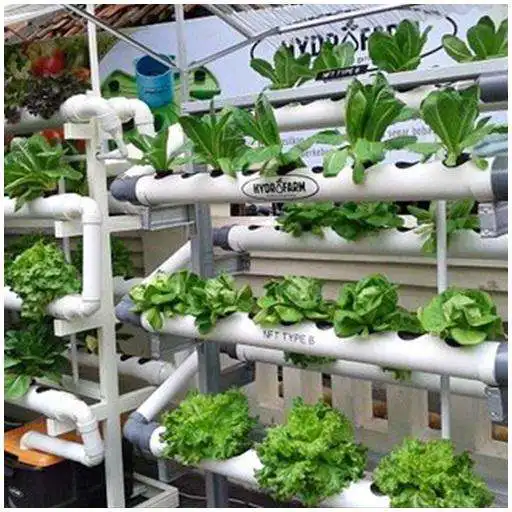 Play hydroponic gardening  and enjoy hydroponic gardening with UptoPlay