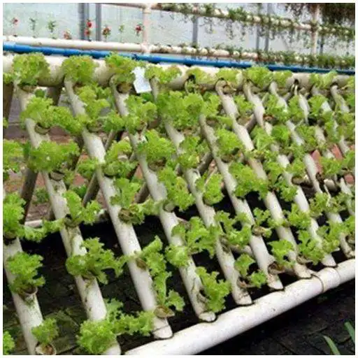 Play hydroponic gardening as an online game hydroponic gardening with UptoPlay