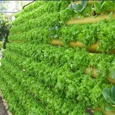 Play Hydroponics Vegetables
