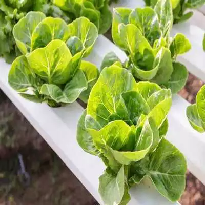 Play Hydroponics Vegetables