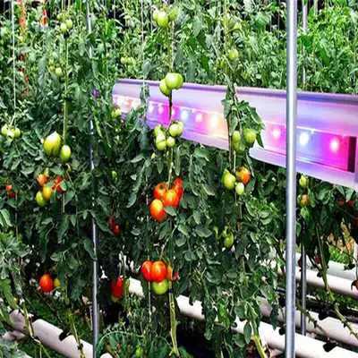 Play Hydroponics Vegetables